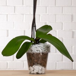 VASO IRIS INDOOR CM.15         VECA